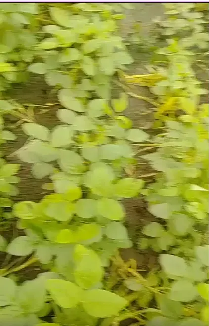 Sample Video